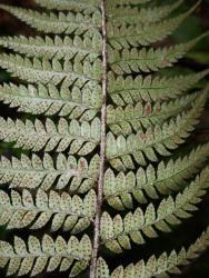 Polystichum wawranum. Abaxial surface of fertile 2-pinnate frond.
 Image: L.R. Perrie © Leon Perrie CC BY-NC 3.0 NZ